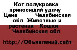 Кот полукровка, приносящий удачу › Цена ­ 100 - Челябинская обл. Животные и растения » Кошки   . Челябинская обл.